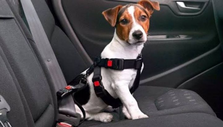 Viajar con mascotas en el auto: leyes de tránsito, arneses recomendados y consejos para evitar el estrés