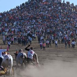 Los aldeanos locales se congregan en la cima de una colina para presenciar el festival anual de carreras de carros tirados por bueyes de Pedgaon, en el distrito de Satara, Maharashtra. Bailgada Sharyat, o carrera de carros tirados por bueyes, es uno de los deportes rurales más populares en Maharashtra, el estado más rico de la India. Este evento tradicional, con 400 años de antigüedad, atrae cada año a más de 1000 competidores y miles de espectadores a Satara. | Foto:PUNIT PARANJPE / AFP