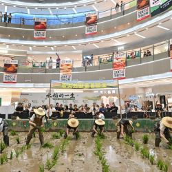 Participantes compiten en un concurso de trasplante de arroz en un campo de cultivo instalado dentro de un centro comercial en Ningbo, en la provincia oriental china de Zhejiang. | Foto:Hector Retamal / AFP