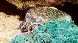 Microplasticos