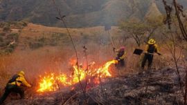 El fuego consumió hasta el momento más de 200 hectáreas de bosque nativo.