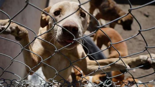 Aprobaron en Chaco una ley contra el maltrato animal con multas de hasta $18.390.000