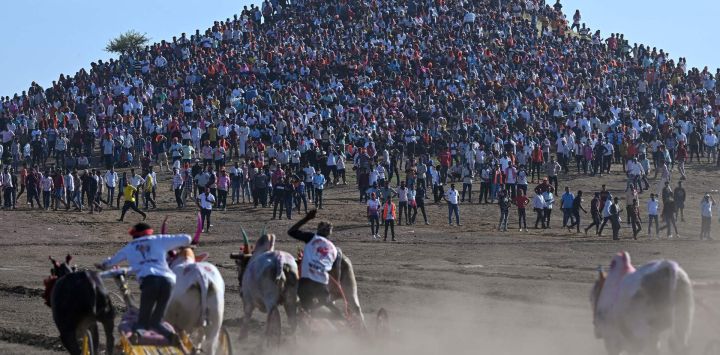 Los aldeanos locales se congregan en la cima de una colina para presenciar el festival anual de carreras de carros tirados por bueyes de Pedgaon, en el distrito de Satara, Maharashtra. Bailgada Sharyat, o carrera de carros tirados por bueyes, es uno de los deportes rurales más populares en Maharashtra, el estado más rico de la India. Este evento tradicional, con 400 años de antigüedad, atrae cada año a más de 1000 competidores y miles de espectadores a Satara.
