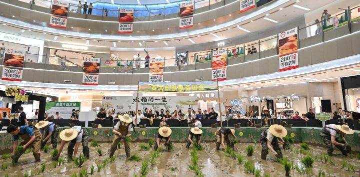 Participantes compiten en un concurso de trasplante de arroz en un campo de cultivo instalado dentro de un centro comercial en Ningbo, en la provincia oriental china de Zhejiang.
