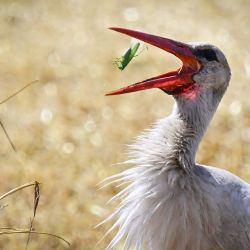 Una cigüeña come una langosta en un campo de trigo después de que una cosechadora siega la cosecha cerca de la aldea de Manastirea, en el sur de Rumania. | Foto:DANIEL MIHAILESCU / AFP