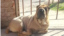 Perros Shar Pei en las calles