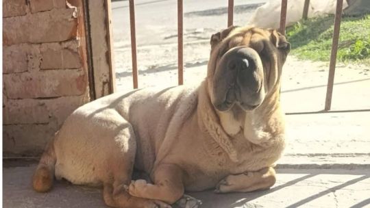 Abandono animal: crece la presencia de perros de raza en las calles de Córdoba