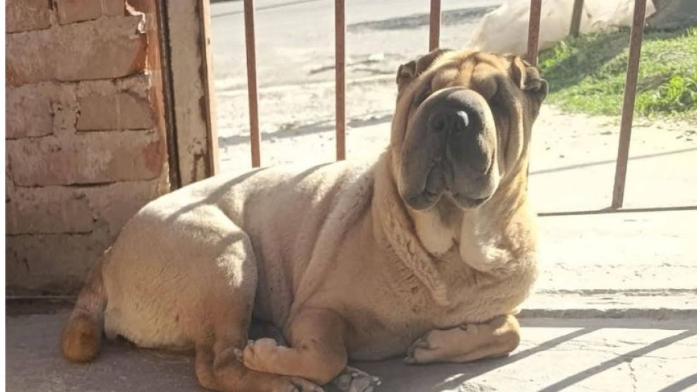 Perros Shar Pei en las calles