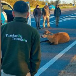 El animal fue rescatado en plena Panamericana.