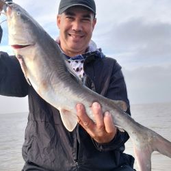 El estuario transita el auge del pejerrey pero nos suma otras alternativas, como la pesca de los mimosos, monchuelos o bagres de mar, una especie que viene desde el mar para desovar.