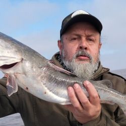 El estuario transita el auge del pejerrey pero nos suma otras alternativas, como la pesca de los mimosos, monchuelos o bagres de mar, una especie que viene desde el mar para desovar.