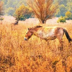 Caballos de Przewalski. | Foto:Cedoc.