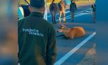 Así rescataron a un ciervo de los pantanos en plena autopista Panamericana