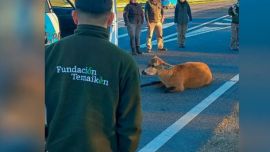 El animal fue rescatado en plena Panamericana.