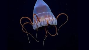 Conicet_fondo_mar