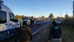 2606_CIERVO PANTANOS