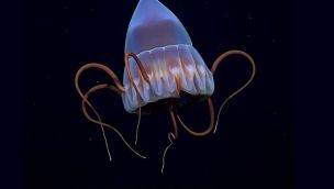 Conicet_fondo_mar