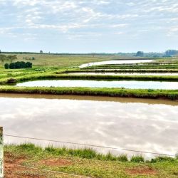 La piscicultura presenta una ventaja fundamental: permite obtener resultados económicos en superficies relativamente pequeñas. Por eso, cada vez más pequeños y medianos productores incorporan estanques dentro de sus sistemas productivos.