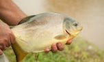 El boom de los estanques: miles de chacras apuestan a la cría de peces para generar ingresos