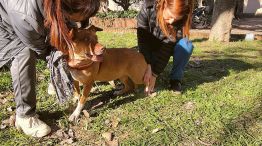Terapias complementarias en mascotras
