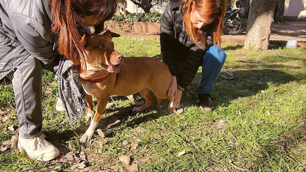 Terapias complementarias en mascotras