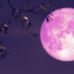 Se la conoce así porque varias tribus nativas del este América del Norte, entre ellas los algonquinones, la asociaban con la época de cosecha de las fresas.