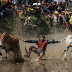 Un jinete se equilibra sobre un arado de madera adaptado para la carrera, sujetando y mordiendo a veces las colas de dos toros para guiarlos a través de un arrozal inundado, durante el Pacu Jawi, un evento tradicional de carreras de toros, en la aldea de Simabur, regencia de Tanah Datar, Sumatra Occidental, Indonesia. | Foto:Yasuyoshi Chiba / AFP