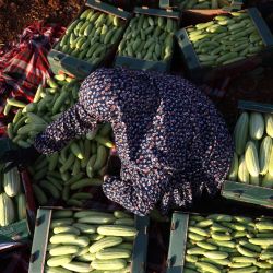 Una mujer palestina, miembro de la familia Wazwaz, coloca pepinos armenios recién cosechados en cajas para enviarlos al mercado, en campos cercanos a la aldea de Qilqes, próxima a la ciudad de Hebrón, en la Cisjordania ocupada por Israel. | Foto:HAZEM BADER / AFP