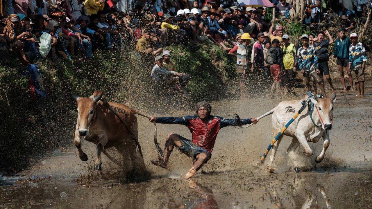 Un jinete se equilibra sobre un arado de madera adaptado para la carrera, sujetando y mordiendo a veces las colas de dos toros para guiarlos a través de un arrozal inundado, durante el Pacu Jawi, un evento tradicional de carreras de toros, en la aldea de Simabur, regencia de Tanah Datar, Sumatra Occidental, Indonesia. | Foto:Yasuyoshi Chiba / AFP