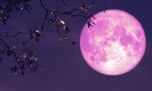 Luna de Fresa 2026: ¿cuándo, a qué hora y desde dónde ver este impactante show astral en la Argentina?