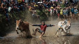 Un jinete se equilibra sobre un arado de madera adaptado para la carrera, sujetando y mordiendo a veces las colas de dos toros para guiarlos a través de un arrozal inundado, durante el Pacu Jawi, un evento tradicional de carreras de toros, en la aldea de Simabur, regencia de Tanah Datar, Sumatra Occidental, Indonesia.