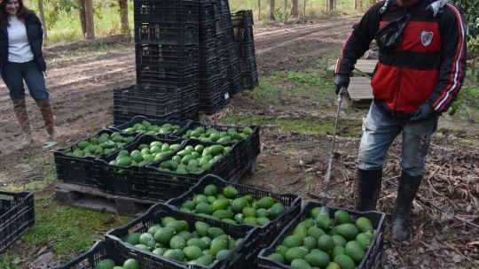 Corrientes consolida una de las mayores producciones de palta y mamón