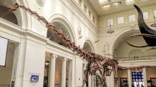 Hallan el primer fósil de dinosaurio de la Antártida: pertenecía al animal más grande que pisó la Tierra y estuvo guardado 40 años 