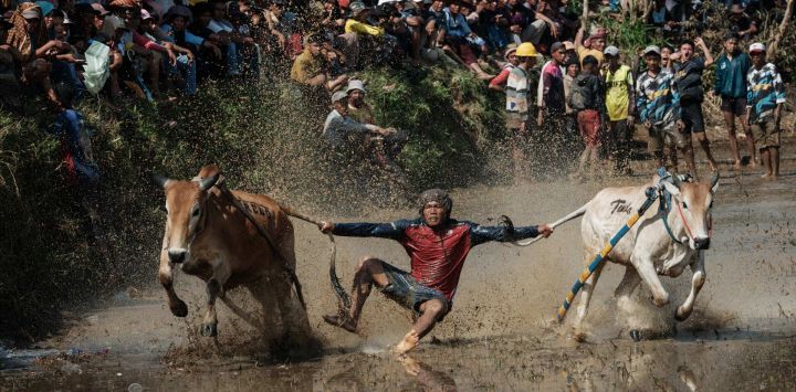 Un jinete se equilibra sobre un arado de madera adaptado para la carrera, sujetando y mordiendo a veces las colas de dos toros para guiarlos a través de un arrozal inundado, durante el Pacu Jawi, un evento tradicional de carreras de toros, en la aldea de Simabur, regencia de Tanah Datar, Sumatra Occidental, Indonesia.
