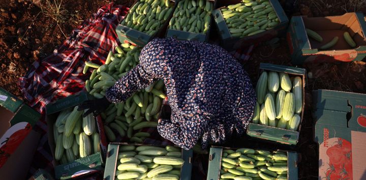 Una mujer palestina, miembro de la familia Wazwaz, coloca pepinos armenios recién cosechados en cajas para enviarlos al mercado, en campos cercanos a la aldea de Qilqes, próxima a la ciudad de Hebrón, en la Cisjordania ocupada por Israel.