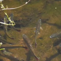 Las investigaciones abarcan localidades como Villa María, Río Tercero, Almafuerte, Pampayasta y Villa Ascasubi, donde se analiza la calidad del agua y el estado de las poblaciones de peces.