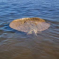 La raya gigante de río (Potamotrygon brachyura) es una de las especies de agua dulce más grandes de Sudamérica y se encuentra catalogada como vulnerable debido a la presión que ejercen la degradación de los ambientes acuáticos, la pesca incidental y otras actividades humanas.