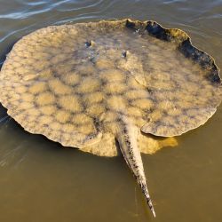 La raya gigante de río (Potamotrygon brachyura) es una de las especies de agua dulce más grandes de Sudamérica y se encuentra catalogada como vulnerable debido a la presión que ejercen la degradación de los ambientes acuáticos, la pesca incidental y otras actividades humanas.