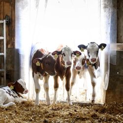 Terneros permanecen de pie a la entrada de su establo en La Rippe, al oeste de Suiza. | Foto:FABRICE COFFRINI / AFP