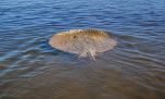 El extraño comportamiento de una raya gigante en Esquina sorprendió a los pescadores