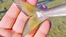 3006_pesca