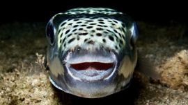 La magnitud de la invasión quedó reflejada en el testimonio de pescadores locales. Señalan que se captura entre 100 y 200 peces globo por jornada, mientras que en la zona donde desarrolla su actividad existen decenas de miles de ejemplares.