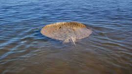 La raya gigante de río (Potamotrygon brachyura) es una de las especies de agua dulce más grandes de Sudamérica y se encuentra catalogada como vulnerable debido a la presión que ejercen la degradación de los ambientes acuáticos, la pesca incidental y otras actividades humanas.