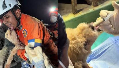Rescatista salvadoreño rescata a la perrita Giselle entre los escombros en Venezuela