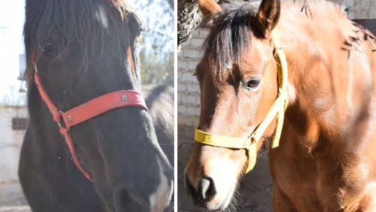 Derecho Animal: qué provincia reconoció a dos yeguas como "seres sintientes" en un fallo histórico