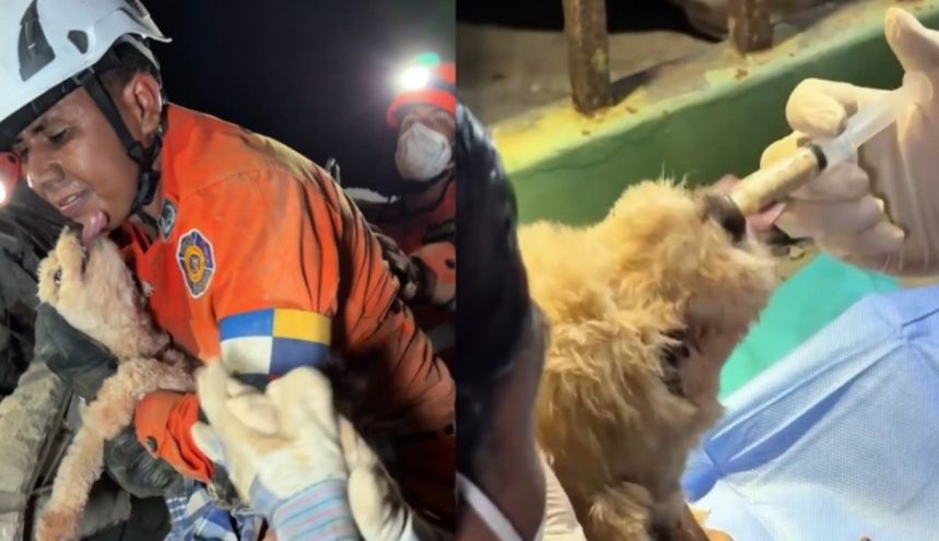 Rescatista salvadoreño rescata a la perrita Giselle entre los escombros en Venezuela