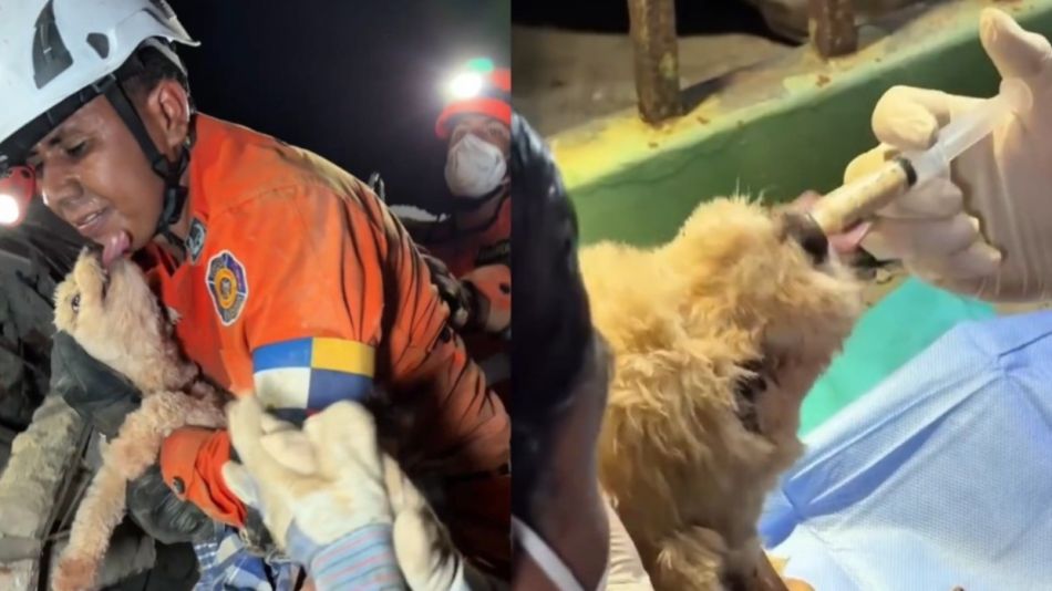 Rescatista salvadoreño rescata a la perrita Giselle entre los escombros en Venezuela
