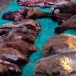 Incautaron 1.000 kilos de carne animal faenada.