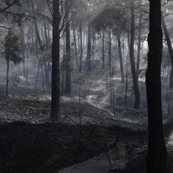 Esta fotografía muestra el humo que se eleva de un incendio forestal en Liti, un pueblo al norte de Tesalónica. Un hombre fue hallado muerto en el voraz incendio forestal que se desató a 15 km (9 millas) de Tesalónica, en el norte de Grecia, mientras que una mujer resultó herida, según informó el servicio de bomberos. | Foto:Sakis Mitrolidis / AFP