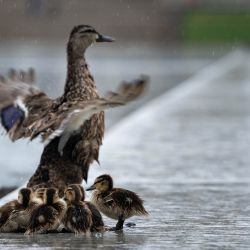 Patitos y su madre se reúnen al borde del Estanque Reflectante del Monumento a Lincoln mientras continúan las labores de limpieza de la proliferación de algas, y la pintura se desprende del fondo del estanque, en Washington, D.C.. El presidente estadounidense Donald Trump amenazó el lunes con penas de cárcel a cualquiera que intentara dañar uno de sus proyectos de renovación más emblemáticos: el Estanque Reflectante del Monumento a Lincoln en Washington, cuya remodelación se ha convertido en un punto álgido político. Trump contrató a empresas para vaciar el estanque de 610 metros y repintarlo de azul, el color de la bandera estadounidense. | Foto:Ken CEDENO / AFP